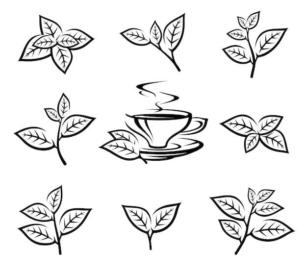 Set di raccolta di foglie di tè verde collezione di icone di foglie di tè verdi vector