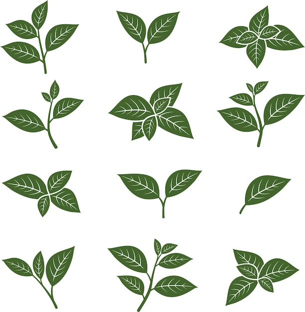 Vector green tea leaf collection set vector