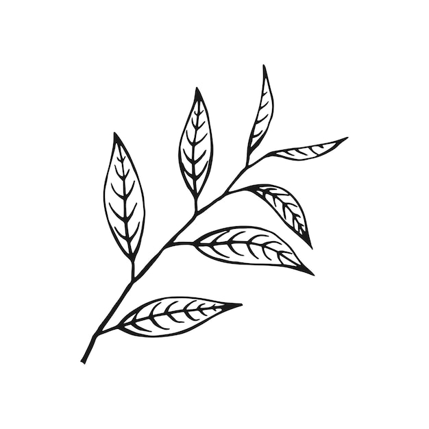 Лист зеленого чая цветочная ветвь органическая ручная рисованная векторная  иллюстрация | Премиум векторы