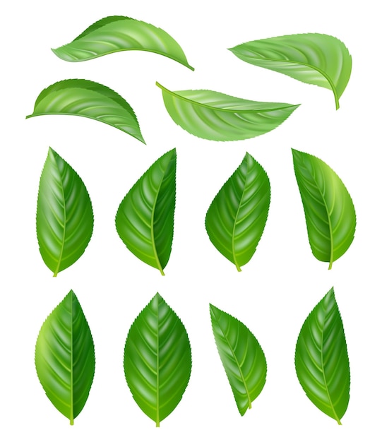 Green tea leaves. eco natural plants aromatic hot drink leaves realistic pictures set.