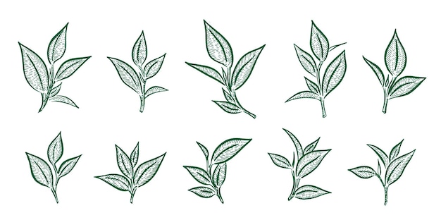 Green tea leaves Hand drawn vector