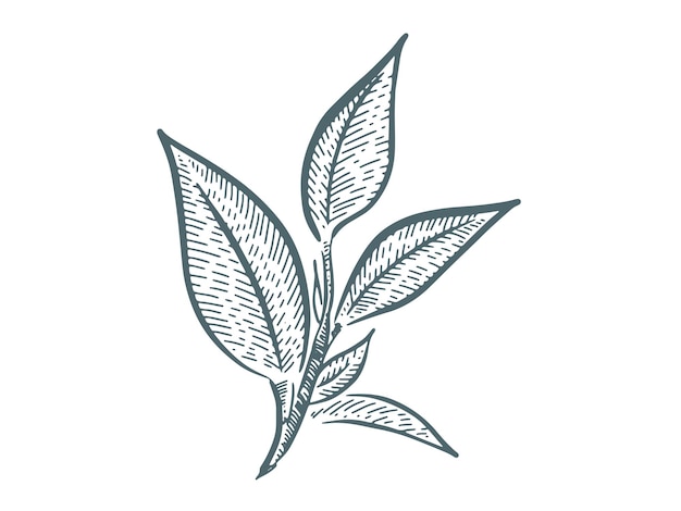 Green tea leaves Hand drawn vector