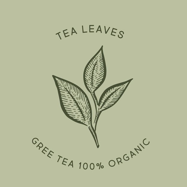 Green tea leaves Hand drawn vector