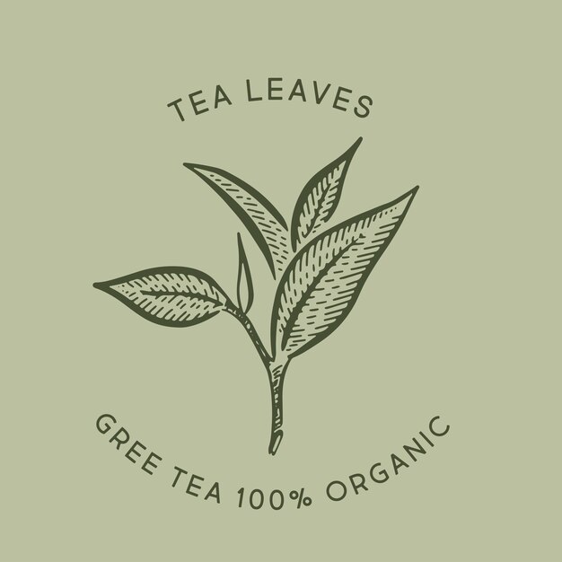 Green tea leaves Hand drawn vector