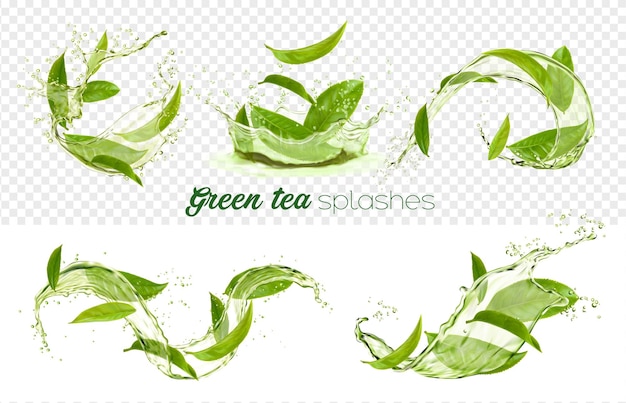 Vector green tea leaves swirls and splashes transparent