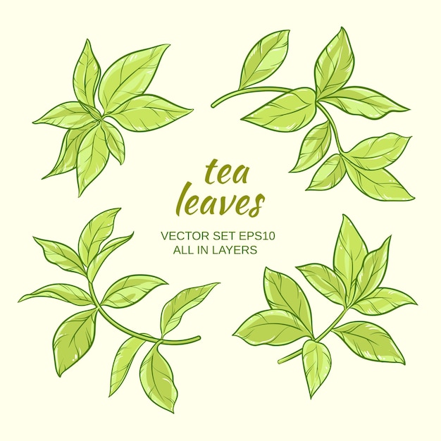 Green tea leaves vector set