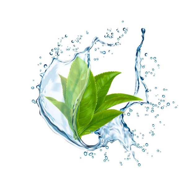 Green tea leaves in water splash vector