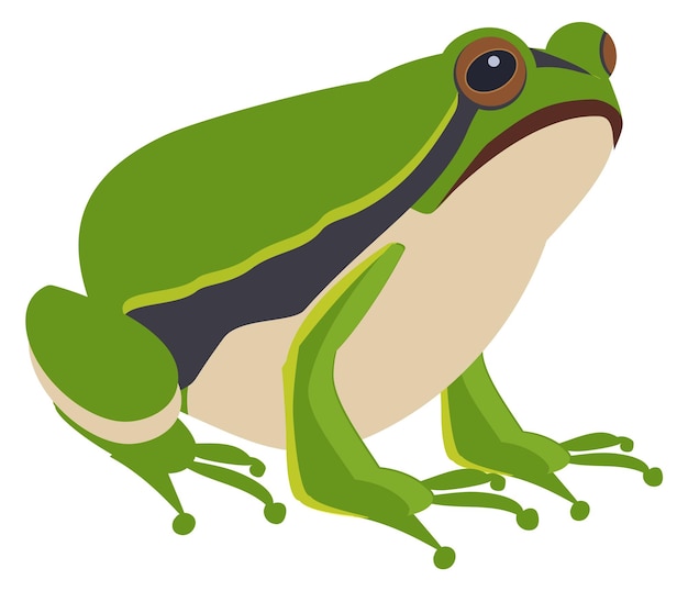 Vector green toad wild nature animal frog sitting isolated on white background