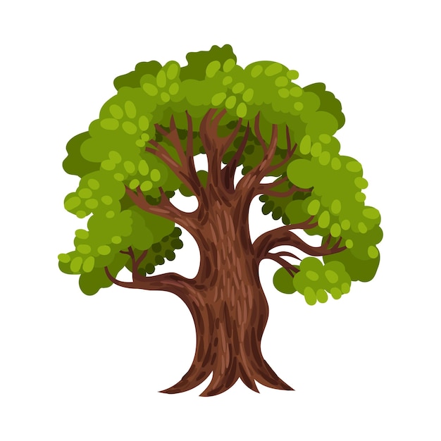 ベクトル green tree as perennial plant with trunk branches and leaves vector illustration