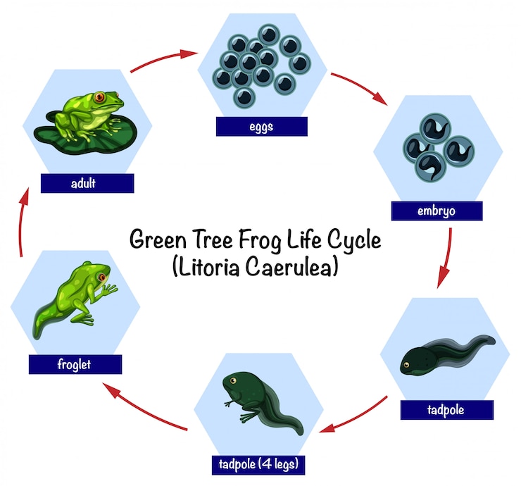 Vector green tree frog life cycle
