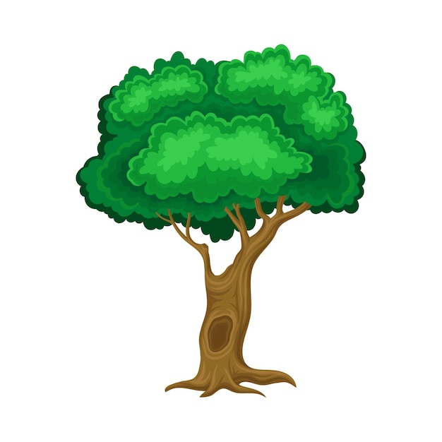 Green Tree with Brown Trunk and Leafy Crown as Forest Element Vector Illustration