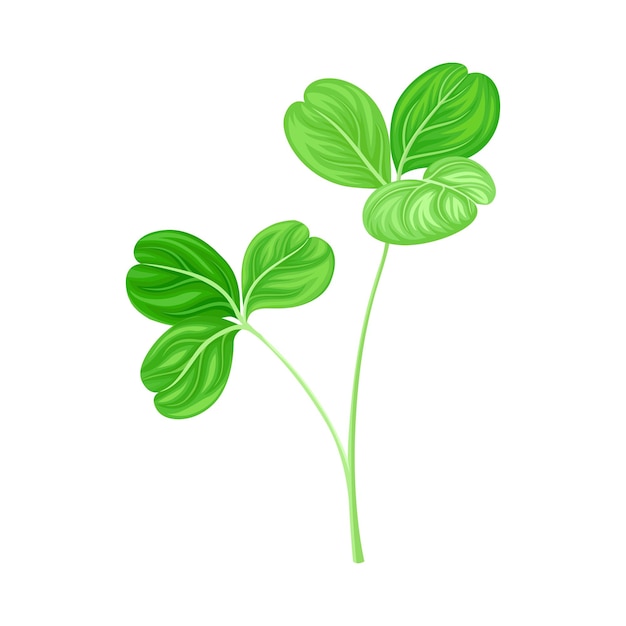 Vector green trifoliate clover leaf on stem vector illustration