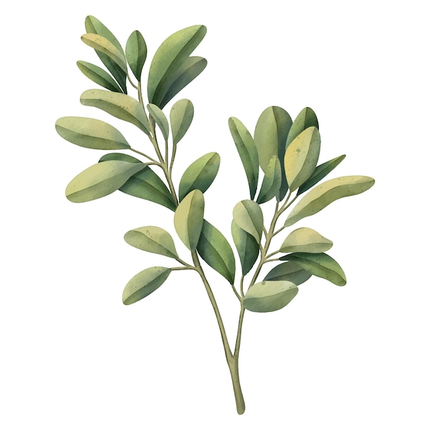Зеленый тропический лист Тропическое растение Ручная роспись акварелью иллюстрация изолирована на белом