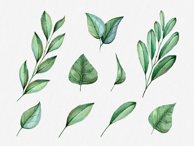 Green tropical leaves clip art set.