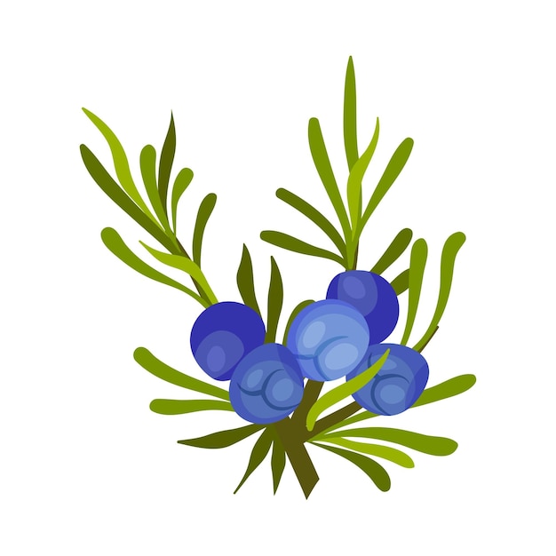 Vector green twig of juniper with needle like leaves and blue aromatic seed cones vector illustration