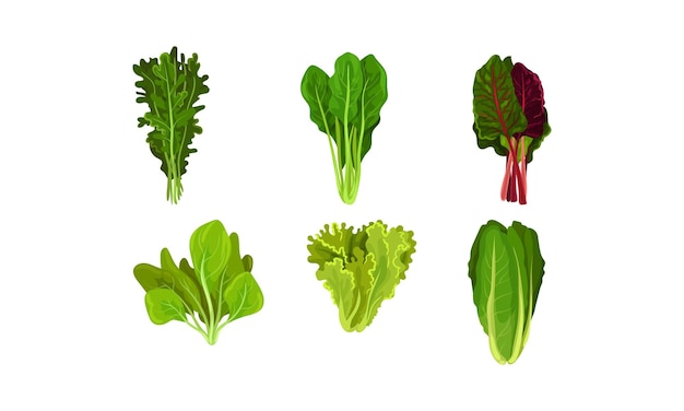 Vector green vegetables and herbs with stems and fibres vector set organic vegetarian food with green leaves