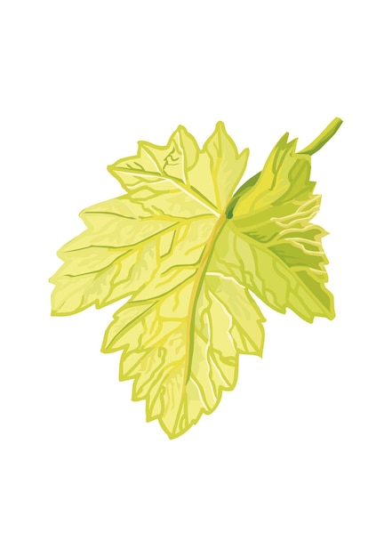 Green vine leaf isolated on white background vector illustration in flat style