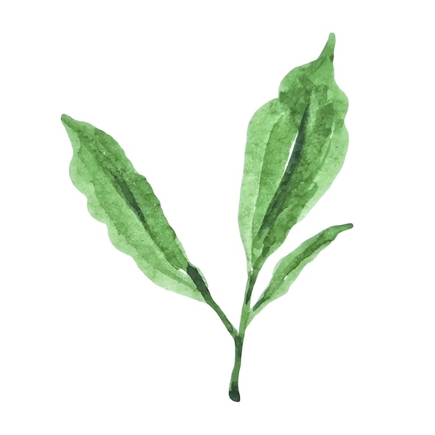 Зеленые акварельные листья клипарт изолированы для рамок, логотипа, декора и других