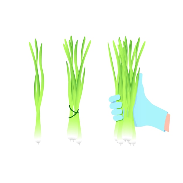 Vector green young onions separately in a bunch and in a hand