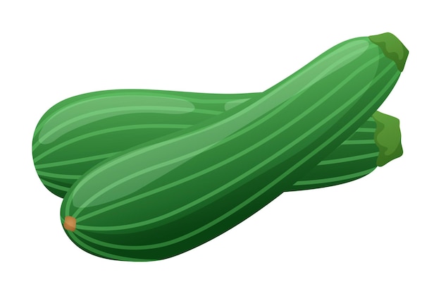 Vector green zucchini squash vegetable sketch