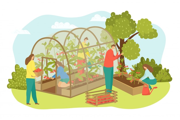 Greenhouse agriculture plant at farm, farmer harvest
illustration. farming with food, vegetable, tomato for person.
worker harvesting at field , man woman crop in hothouse.