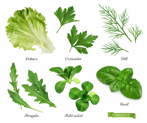 Зелень и специи. листья салата, листья кориандра, укроп, руккола, полевой салат, базилик. продовольственная иллюстрация