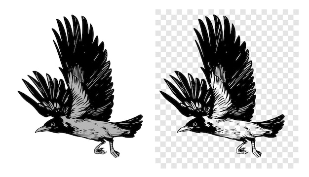 grey crow raven bird vector sketch illustration hand drawn black outline engraving style