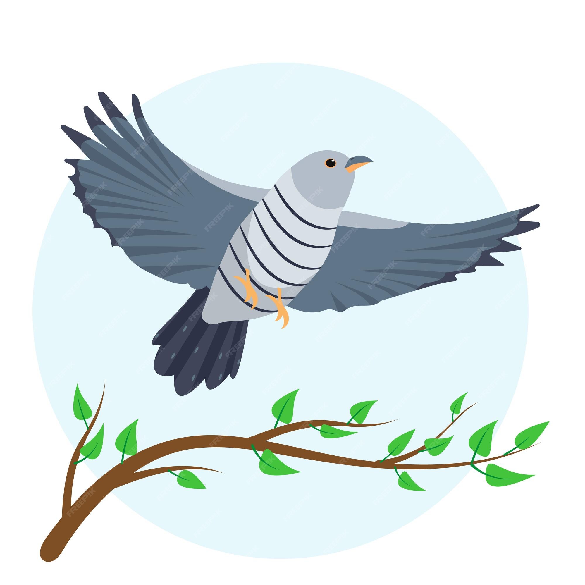 Premium Vector | Grey cuckoo bird flying in sky isolated on white