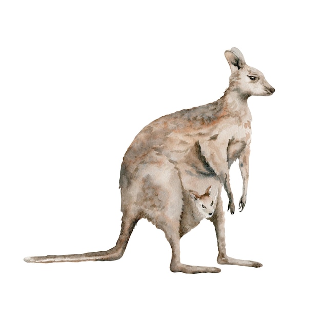 Vector grey kangaroo with baby indigenous australian native endemic animal watercolor illustration isolated