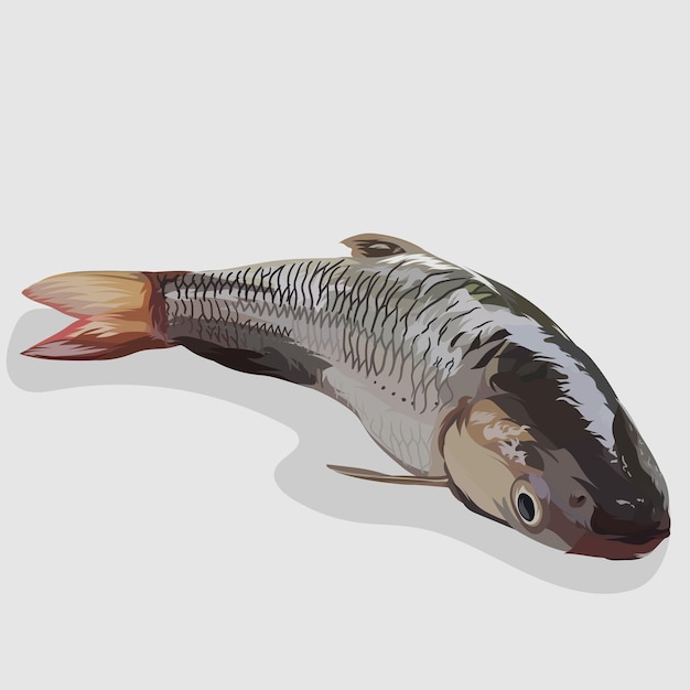 Вектор Серая рыба кефаль изолированные реалистичные рисованной иллюстрации и векторы