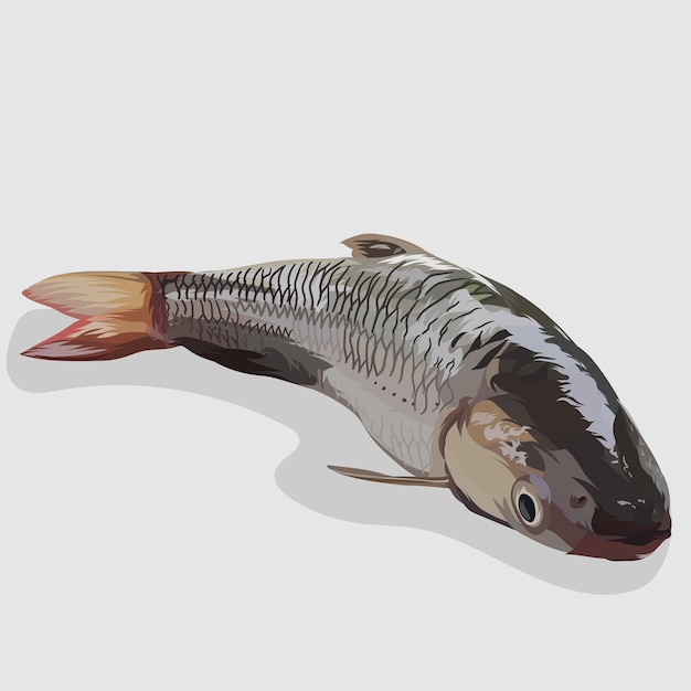 Grey mullet fish isolated realistic hand drawn illustrations and vectors