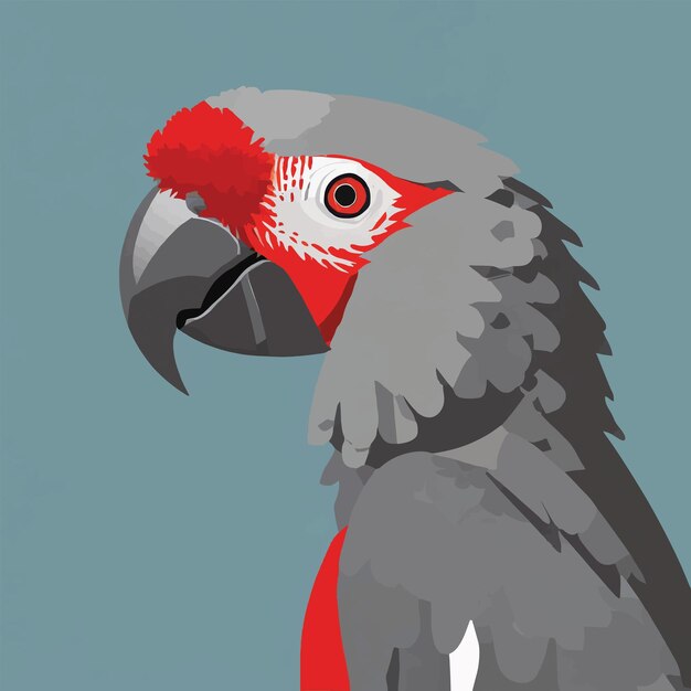 Grey Parrot