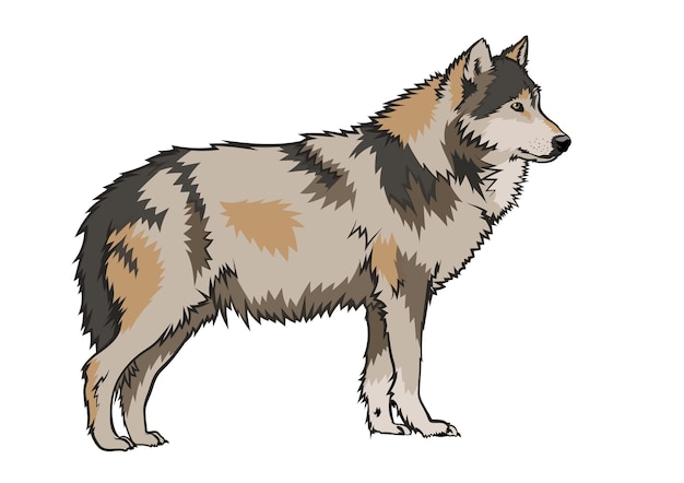 Vector grey wolf