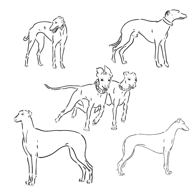 Vector greyhound dog freehand pencil hand drawn isolated on white background greyhound vector sketch