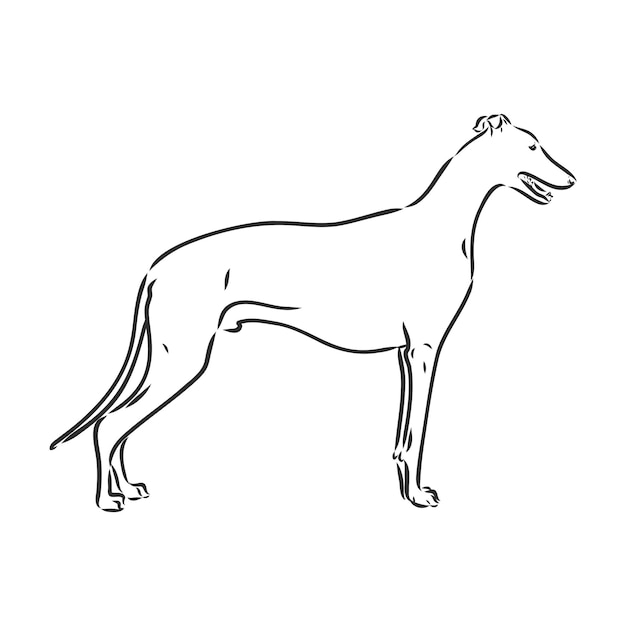 Greyhound dog - isolated vector illustration greyhound hound vector