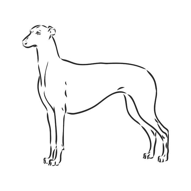 Greyhound hond - geïsoleerde vector illustratie greyhound hound vector
