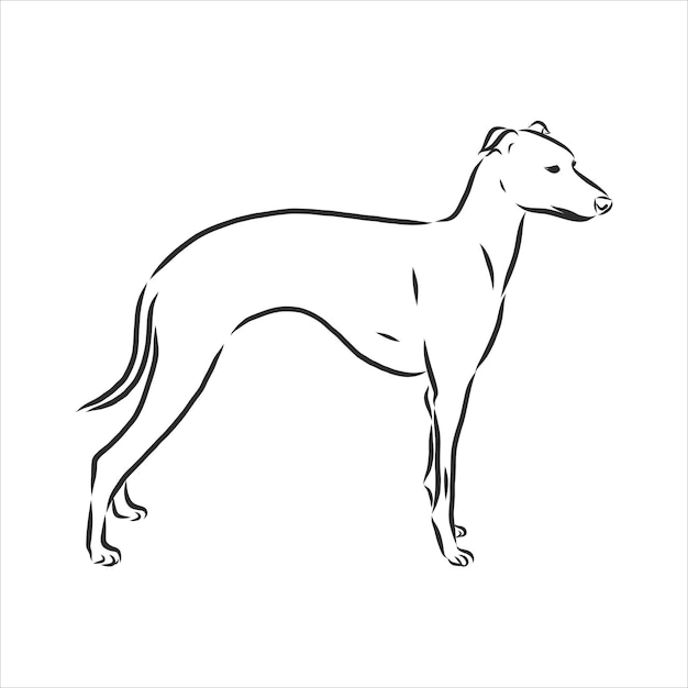 Greyhound, tonende reu, gegraveerde illustratie, schets