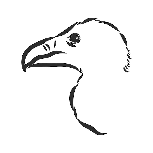 Bird Beak Line Art  Free Stock Illustrations  Creazilla