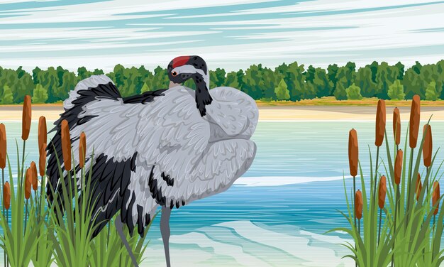 Vector grijze kraan reinigt veren aan de oever van het meer zanderige oever van het meer met riet en andere vegetatie.