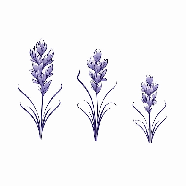 Grillige hyacint schets illustratie met ingewikkelde details