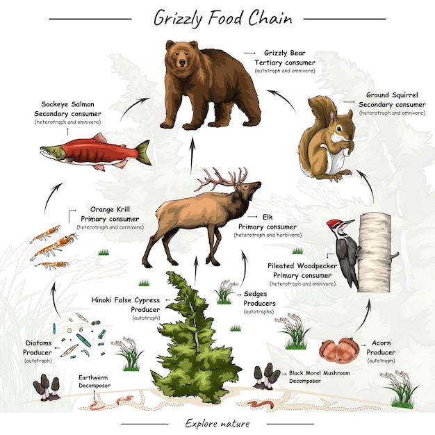 Vector grizzly bear food chain