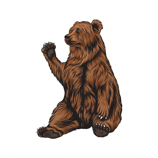 Grizzly bear illustratie