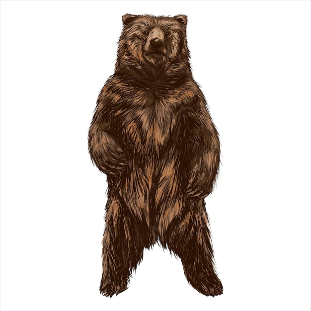 Grizzly beer hand tekening van dieren in het wild vector illustratie kunst zwart-wit