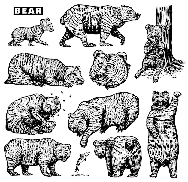Grizzly beer set Verzameling van jacht Bruine wilde dieren in verschillende poses Handgetekende gegraveerde oude schets voor Tshirt tattoo of label of poster Zij- en vooraanzicht Vectorillustratie