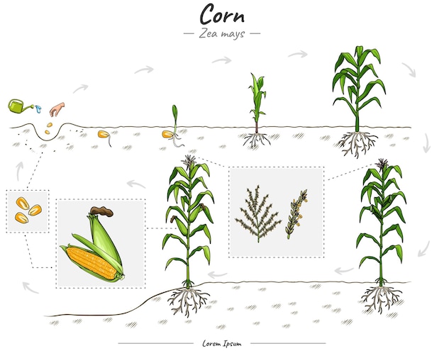 Vector groeiende maïs