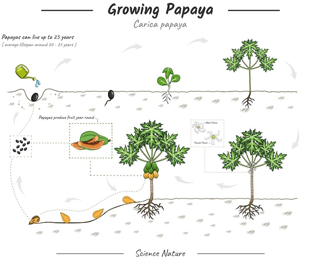 Groeiende Papaya plant illustratie