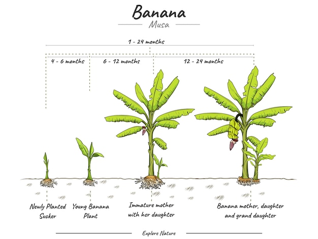 Groeifasen Bananenboom