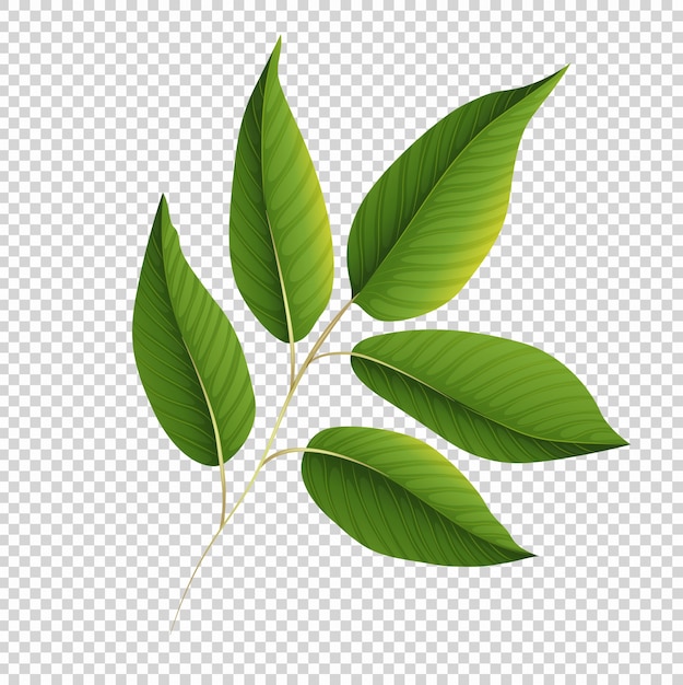 Groen blad op transparante achtergrond