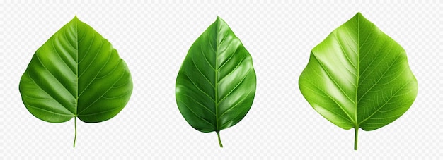 Vector groen blad vector set geïsoleerd op wit