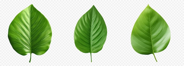 Groen blad vector set geïsoleerd op wit